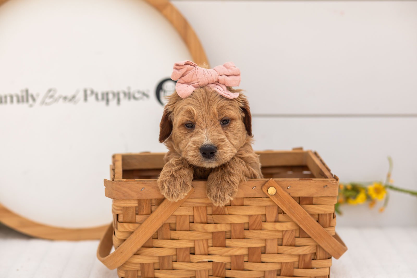 Hazel goldendoodle for sale(3).jpg