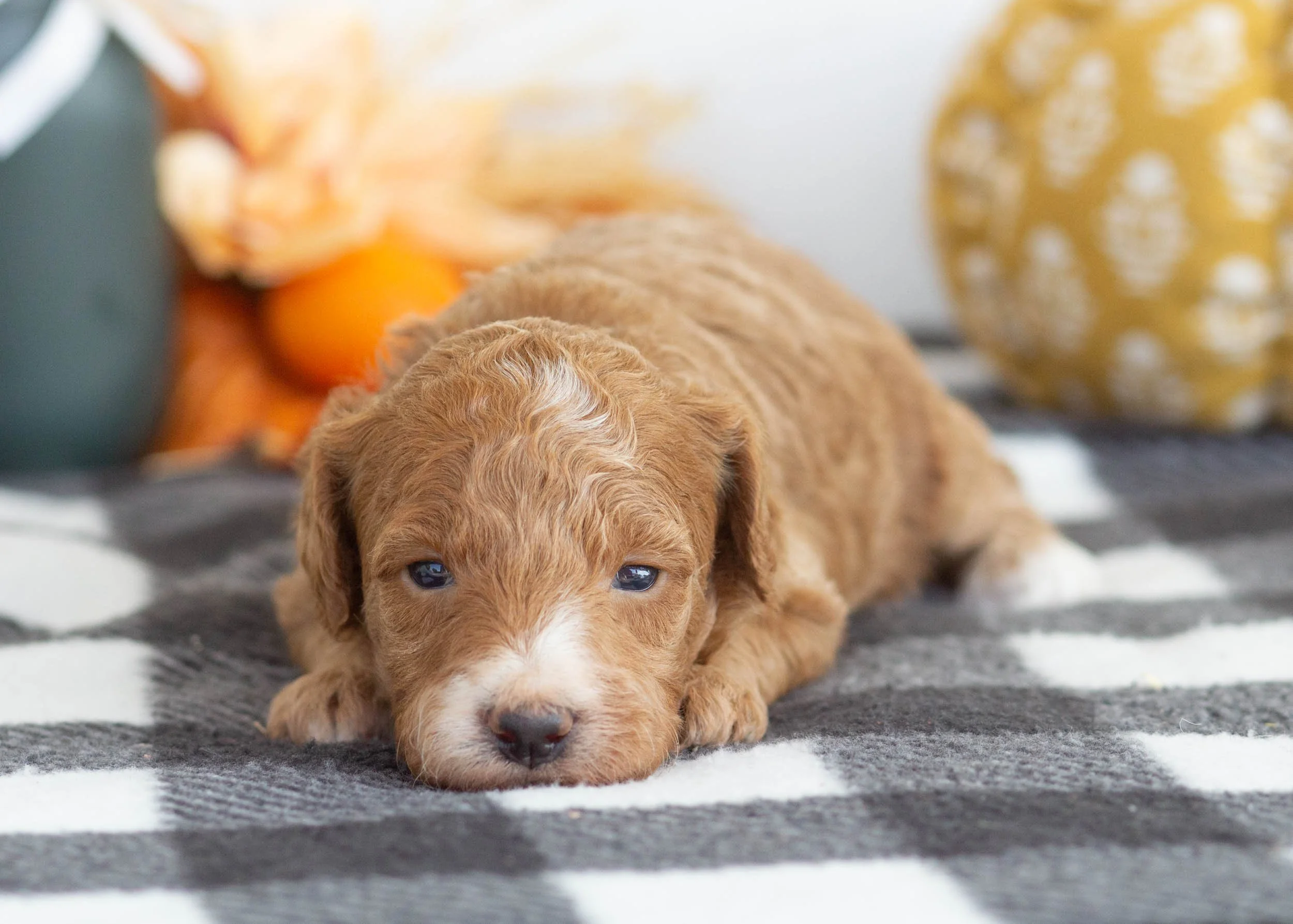 goldendoodle for sale Gala(1).jpg