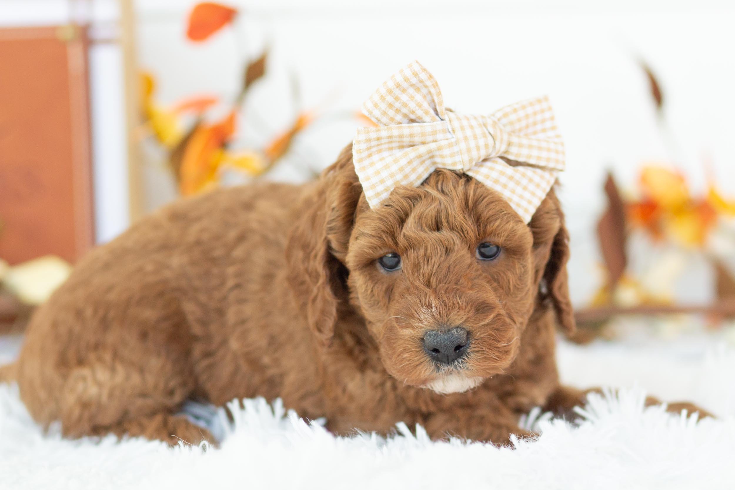 capri goldendoodle for sale(2).jpg