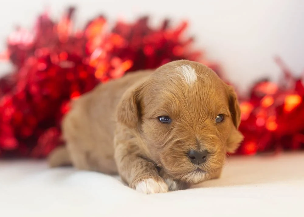 Keith goldendoodle for sale(2).jpg
