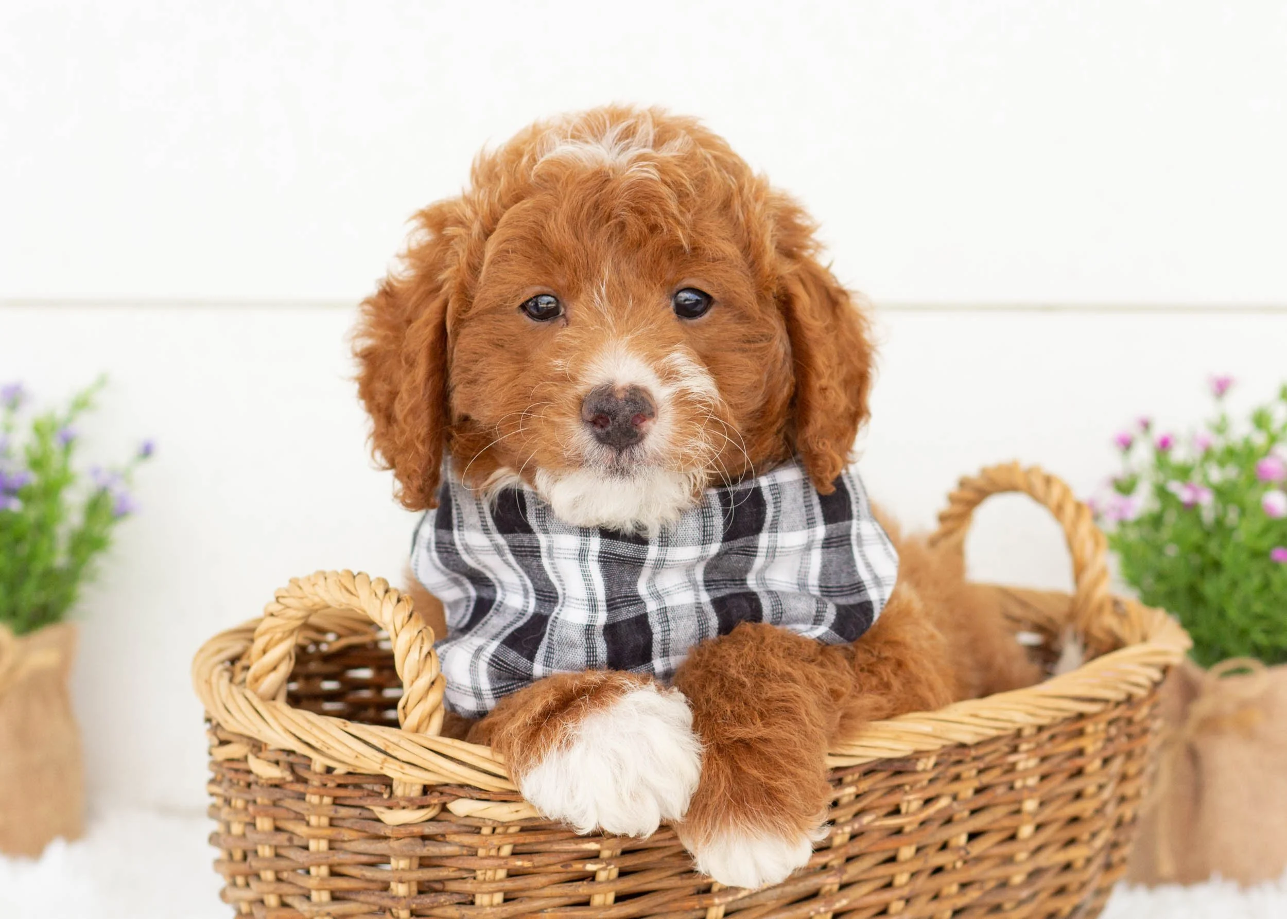 Oscar goldendoodle for sale0.jpg