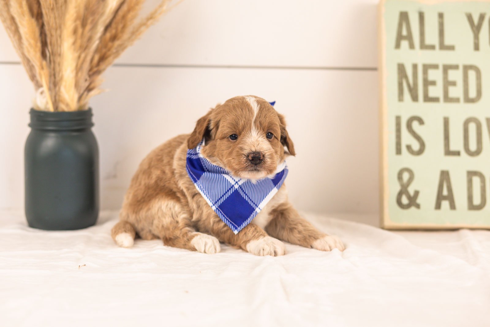 Agape goldendoodle for sale(2).jpg