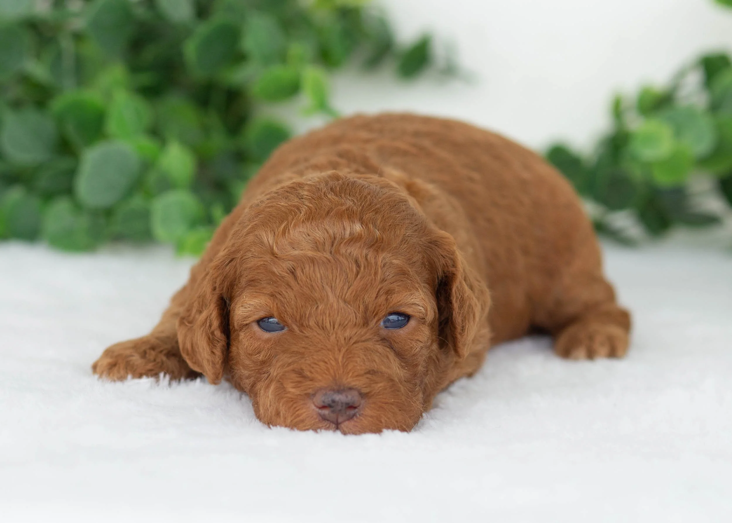 Charlotte goldendoodle for sale.jpg