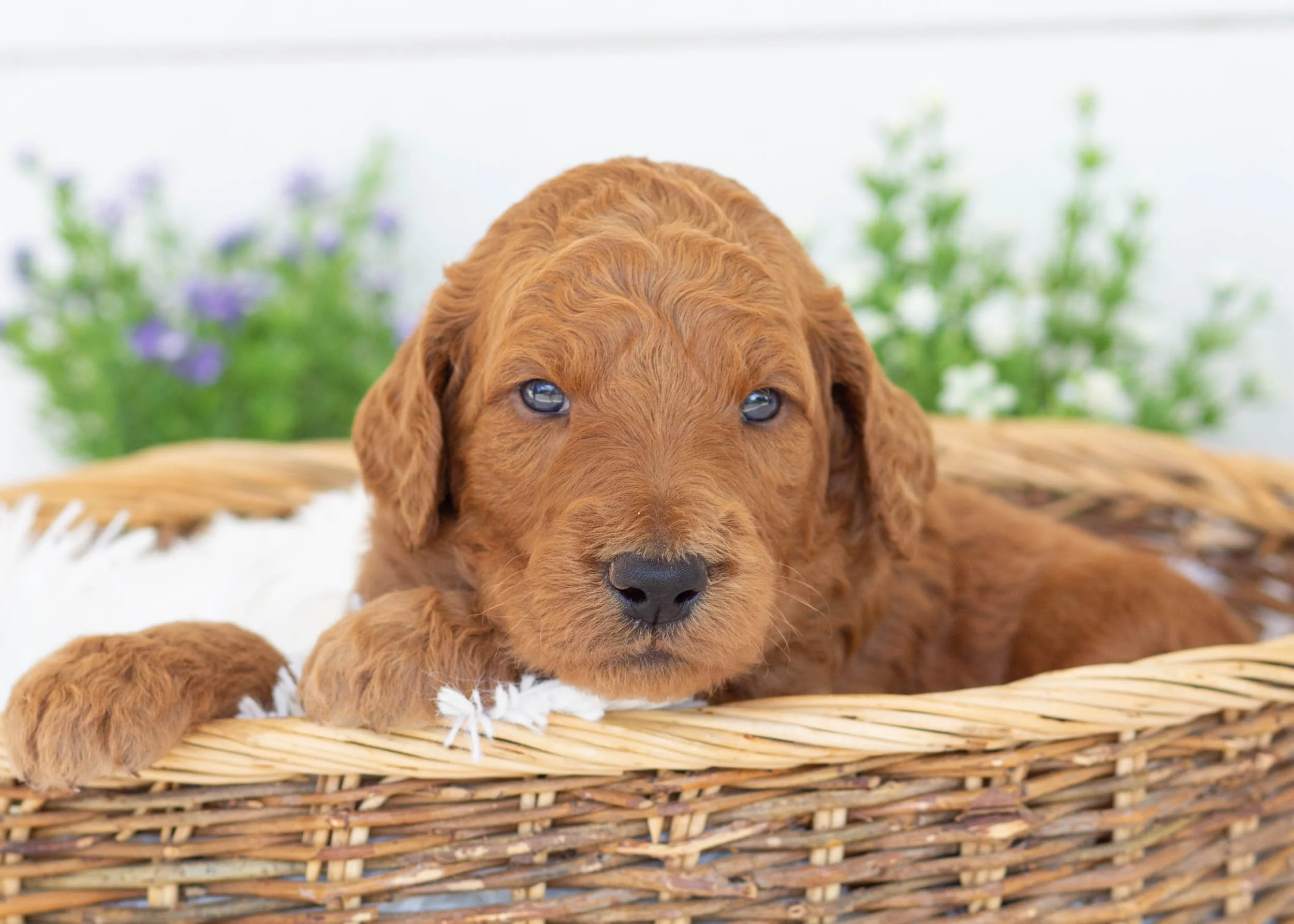 Slate goldendoodle for sale1.jpg