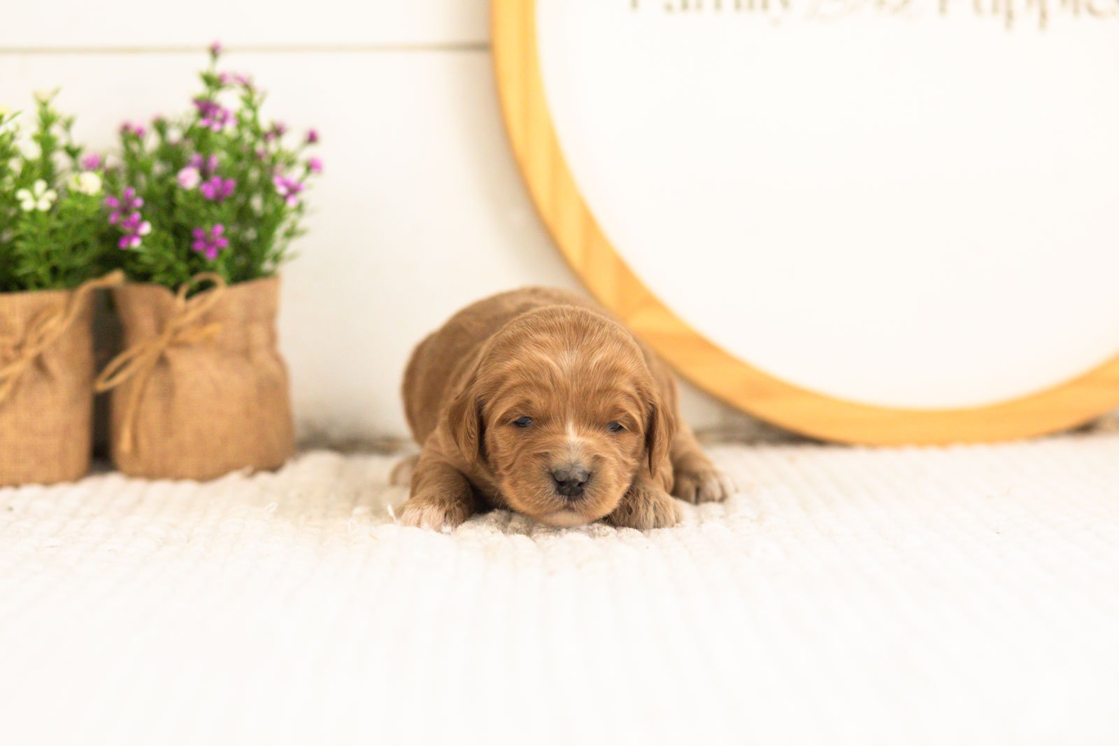 Lani goldendoodle for sale(1).jpg