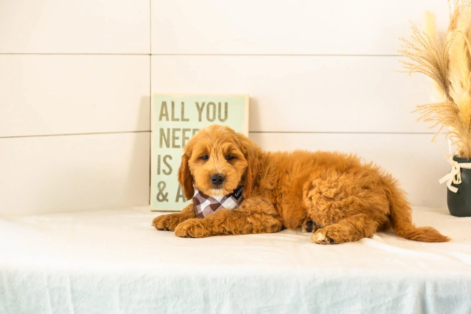 Barley goldendoodle for sale.jpg