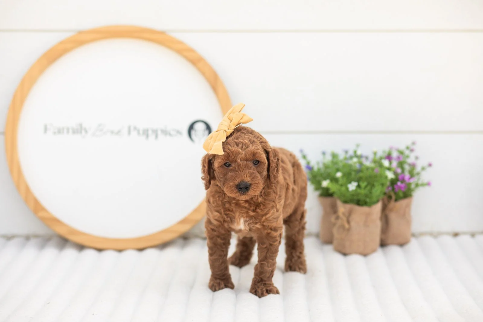 Mallory goldendoodle for sale(2).jpg