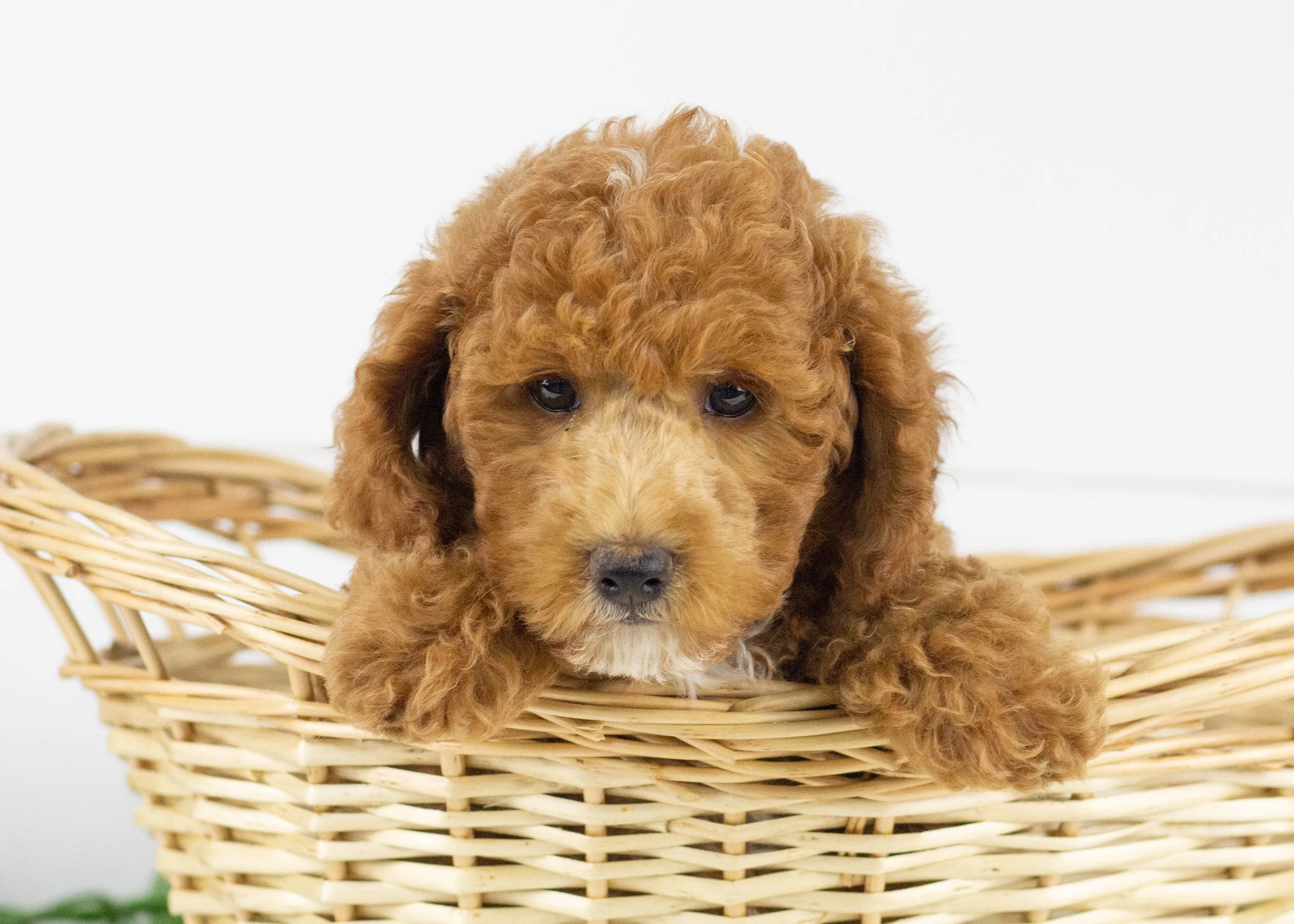 Tommy Goldendoodle for sale(2).jpg