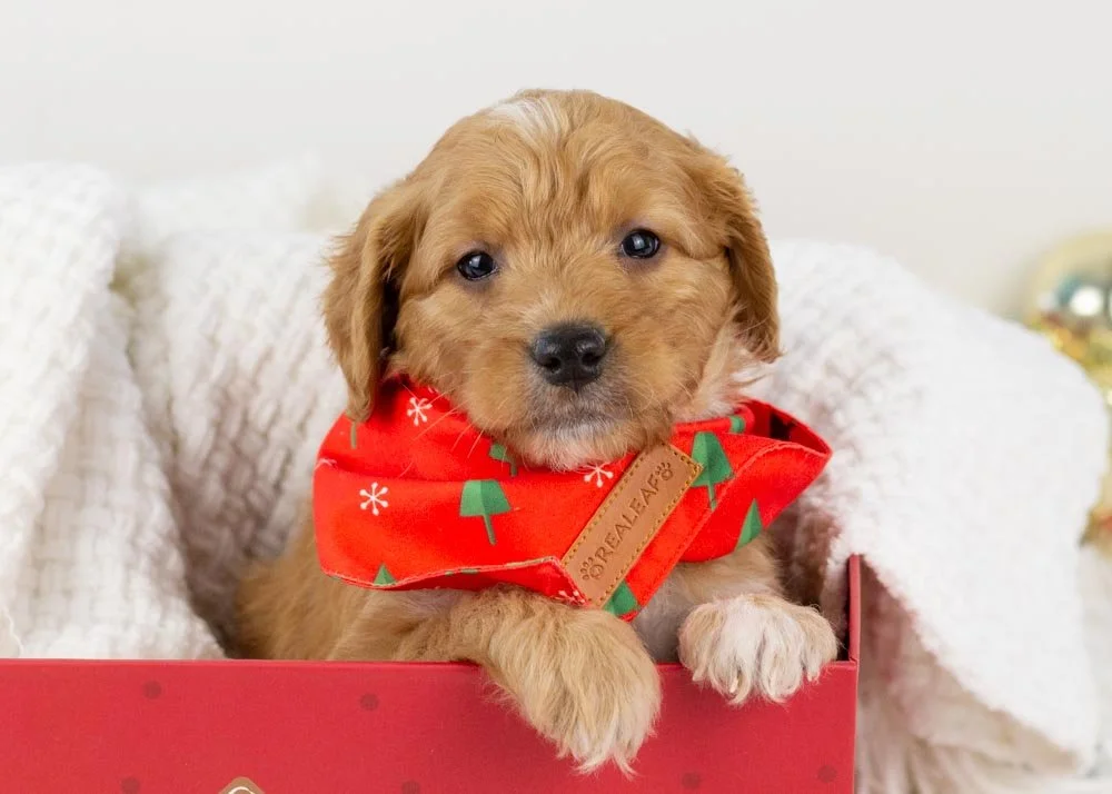 Pecan Goldendoodle for sale.jpg