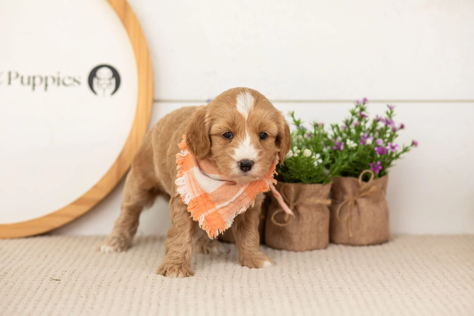 Blaze goldendoodle for sale(3).jpg