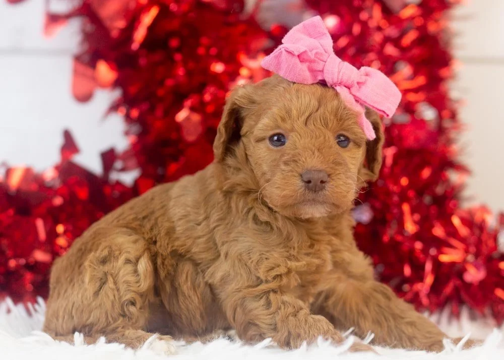Virginia goldendoodle for sale(3).jpg