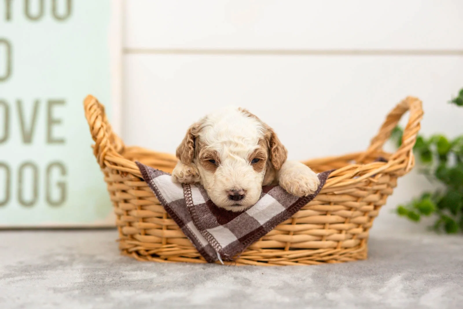 Fern goldendoodle for sale(3).jpg