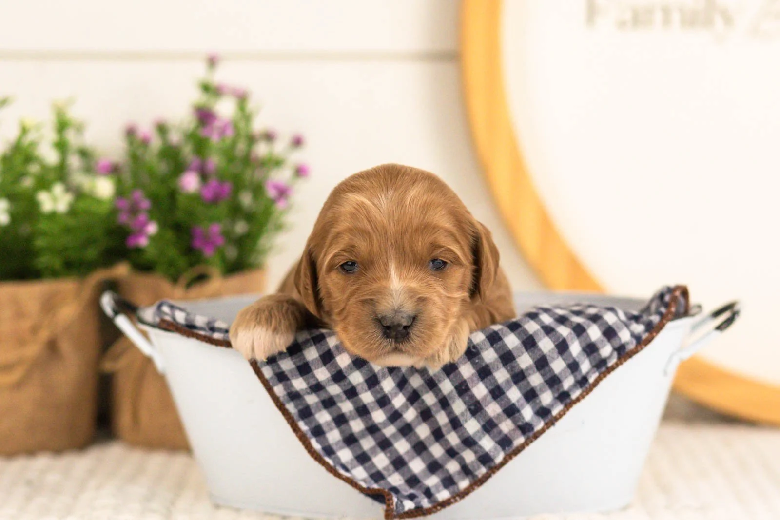 Lani goldendoodle for sale(2).jpg