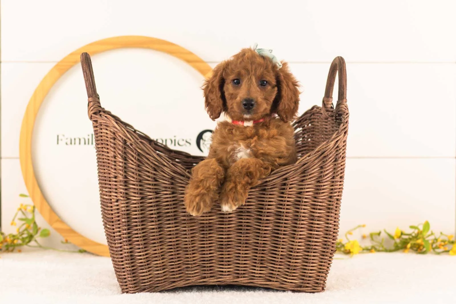 Lexy goldendoodle for sale(3).jpg