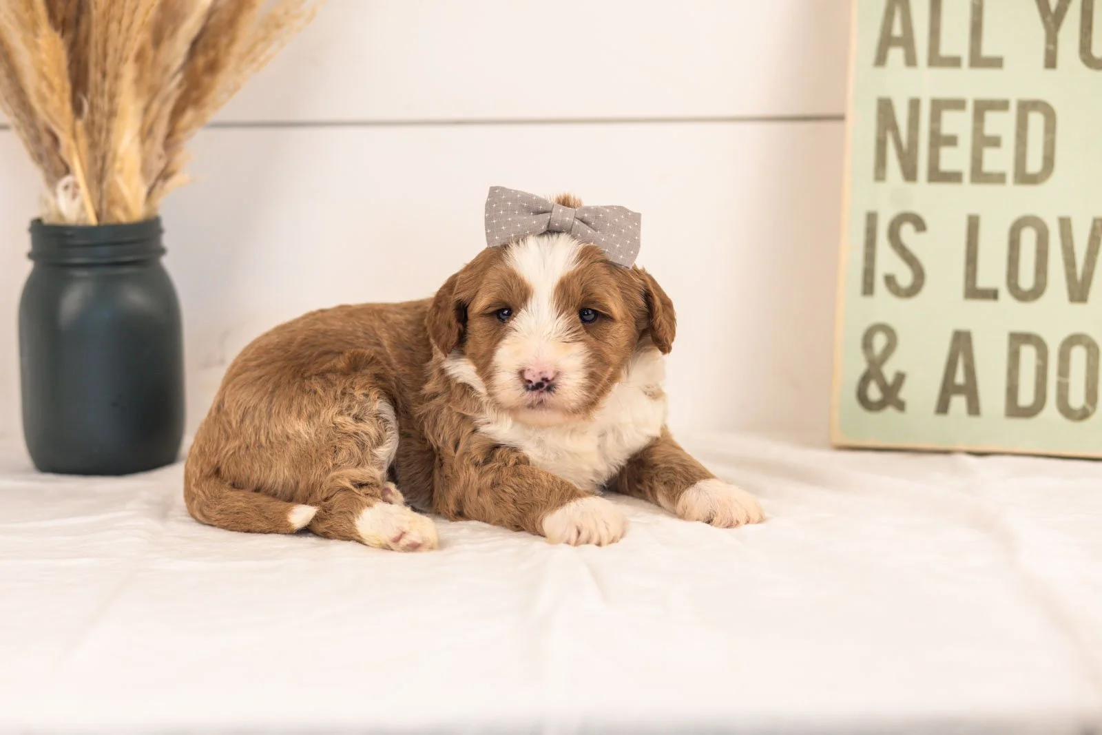 White Sox goldendoodle for sale(2).jpg