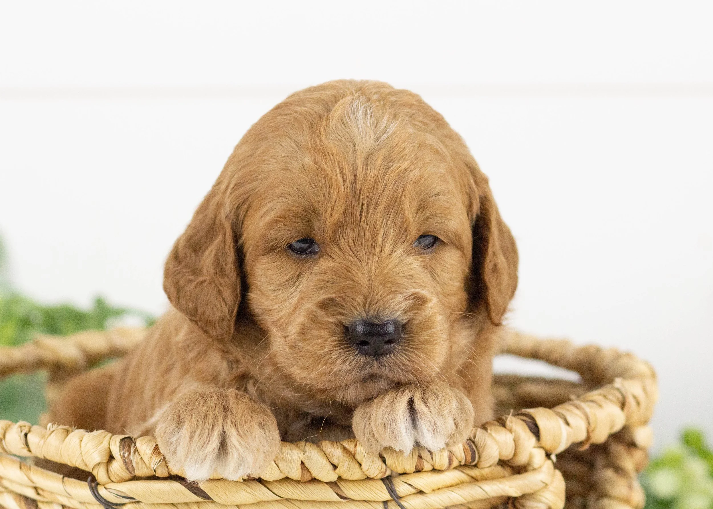 koala goldendoodle for sale.jpg
