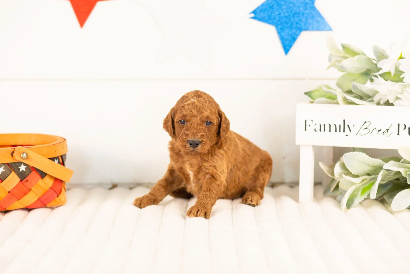 Zion goldendoodle for sale(2).jpg