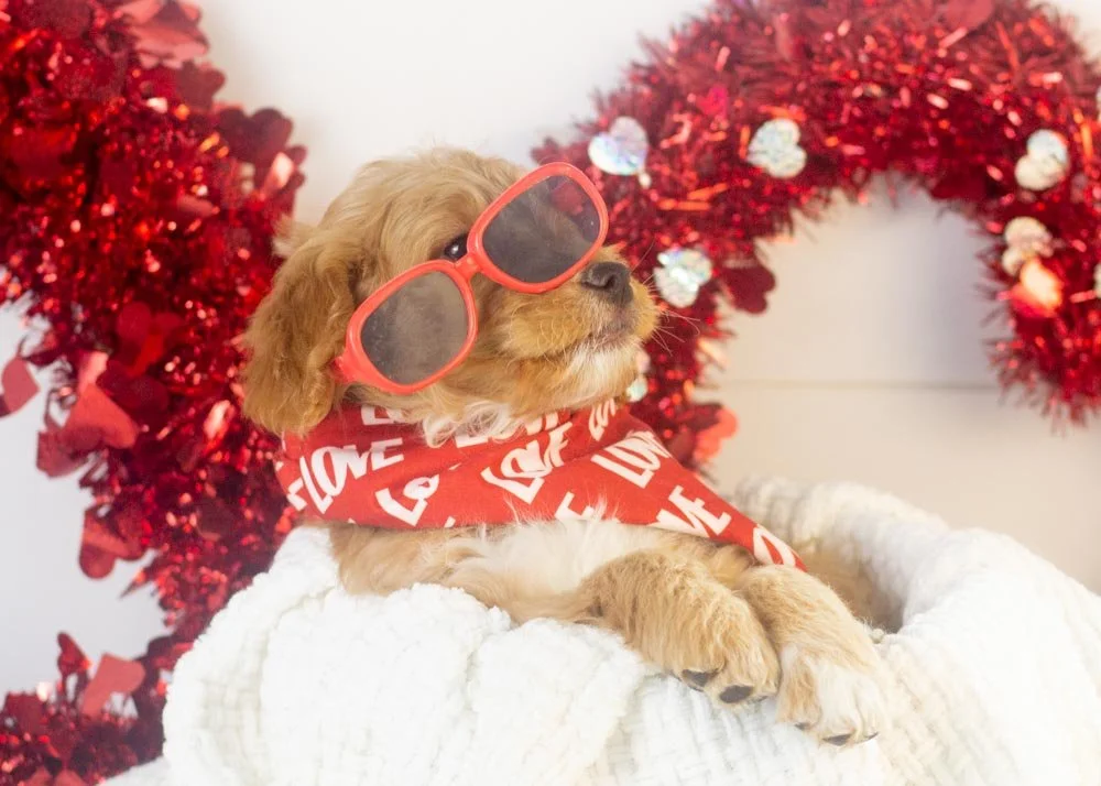 Pecan goldendoodle for sale(1).jpg