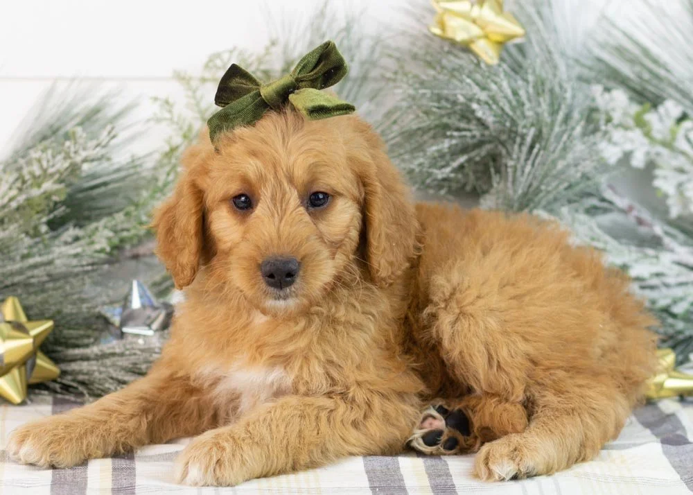 Peanut goldendoodle for sale(2).jpg