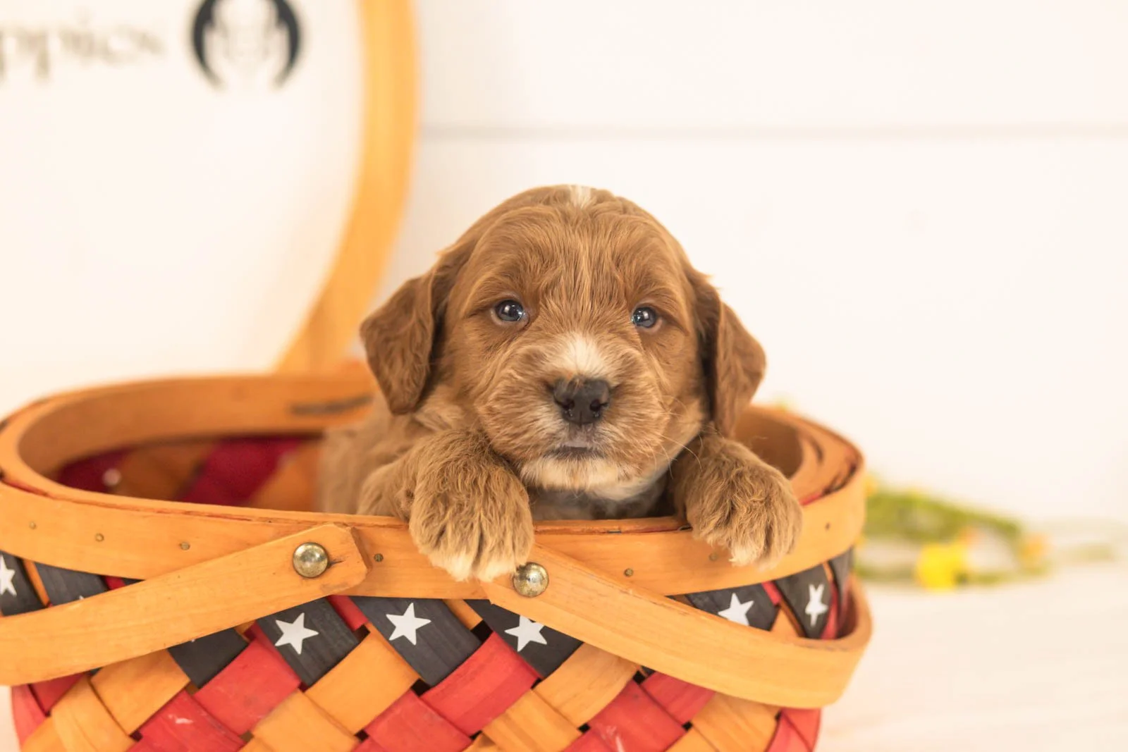Chesney goldendoodle for sale(1).jpg