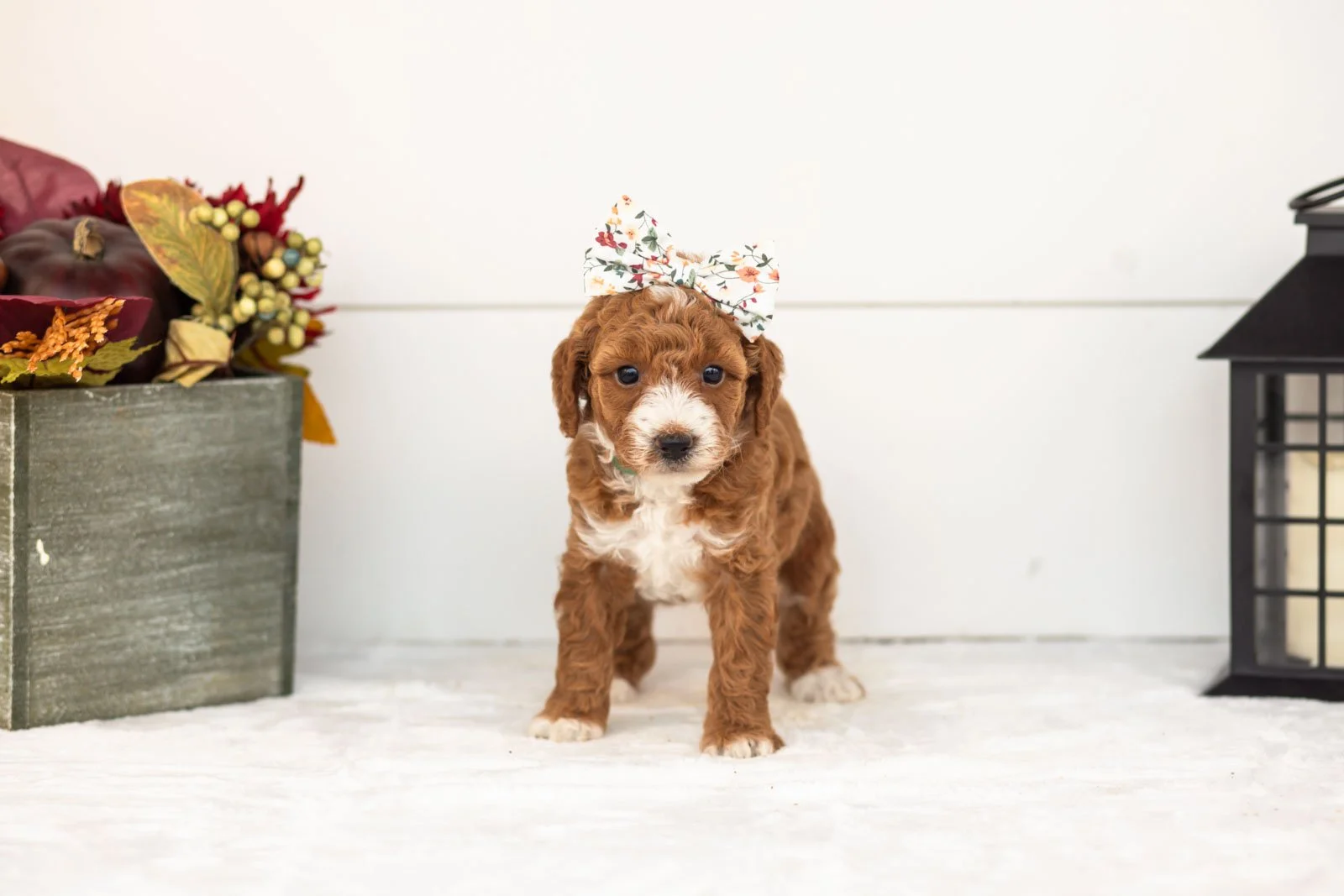Zenyatta goldendoodle for sale 3.jpg
