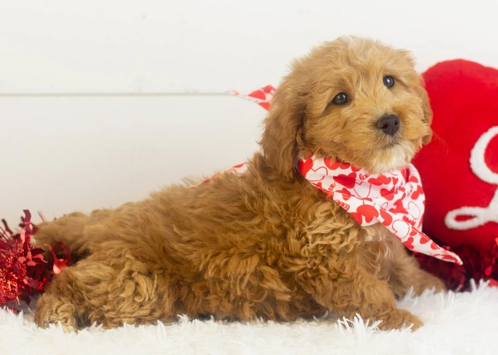 Boone goldendoodle for sale(3).jpg