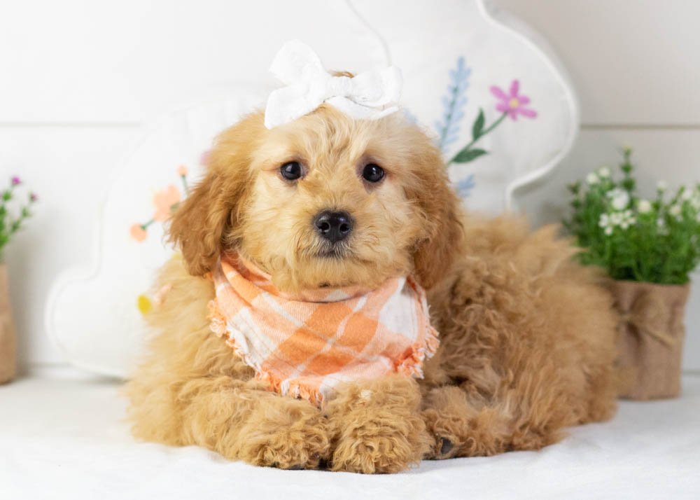 goldendoodle for sale