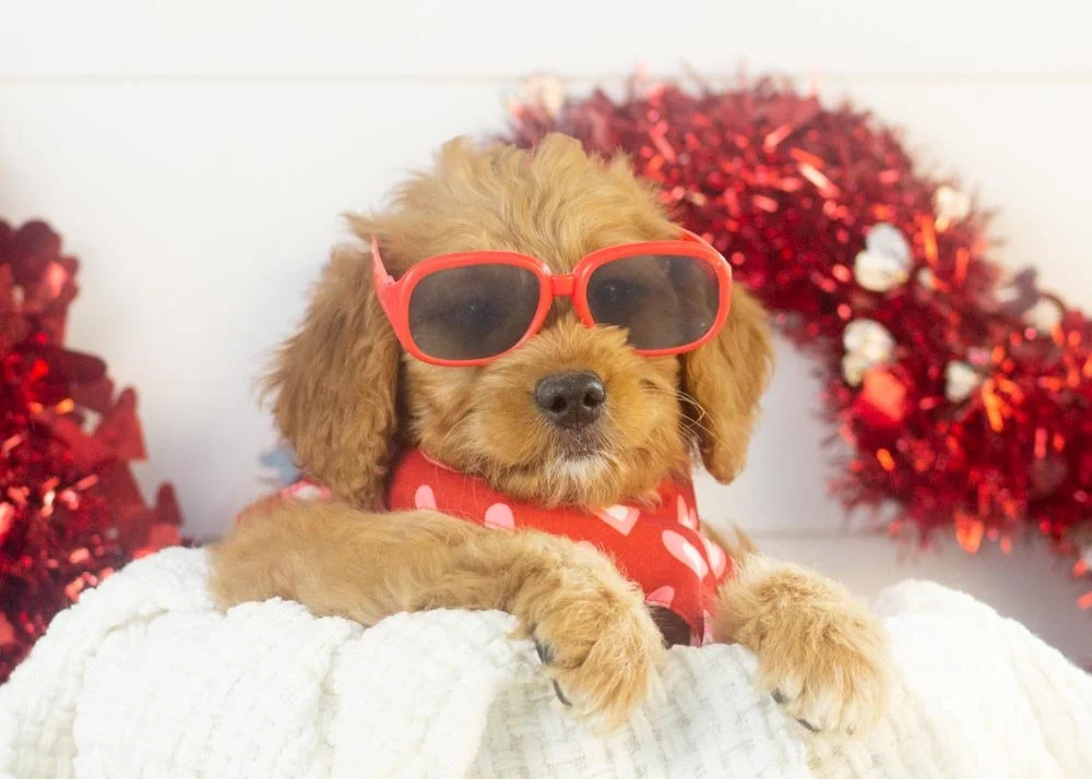 Peanut goldendoodle for sale(4).jpg