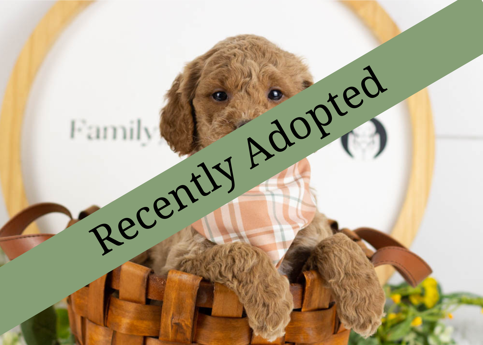 goldendoodle for sale