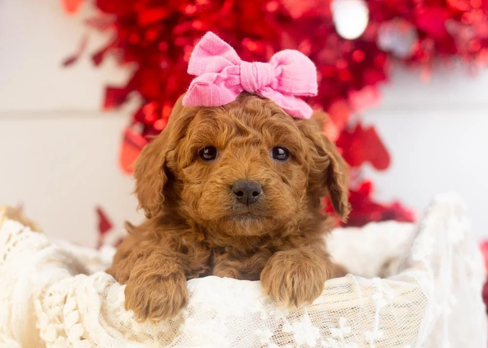 Jamie goldendoodle for sale.jpg