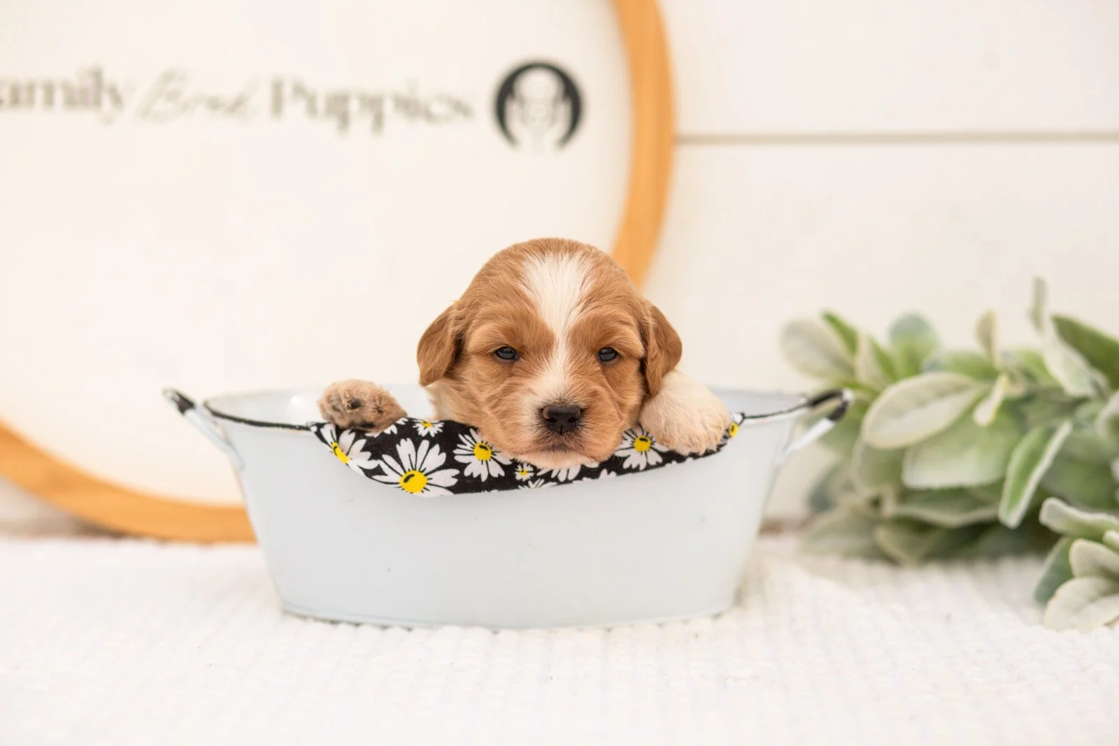 Bobby goldendoodle for sale(2).jpg