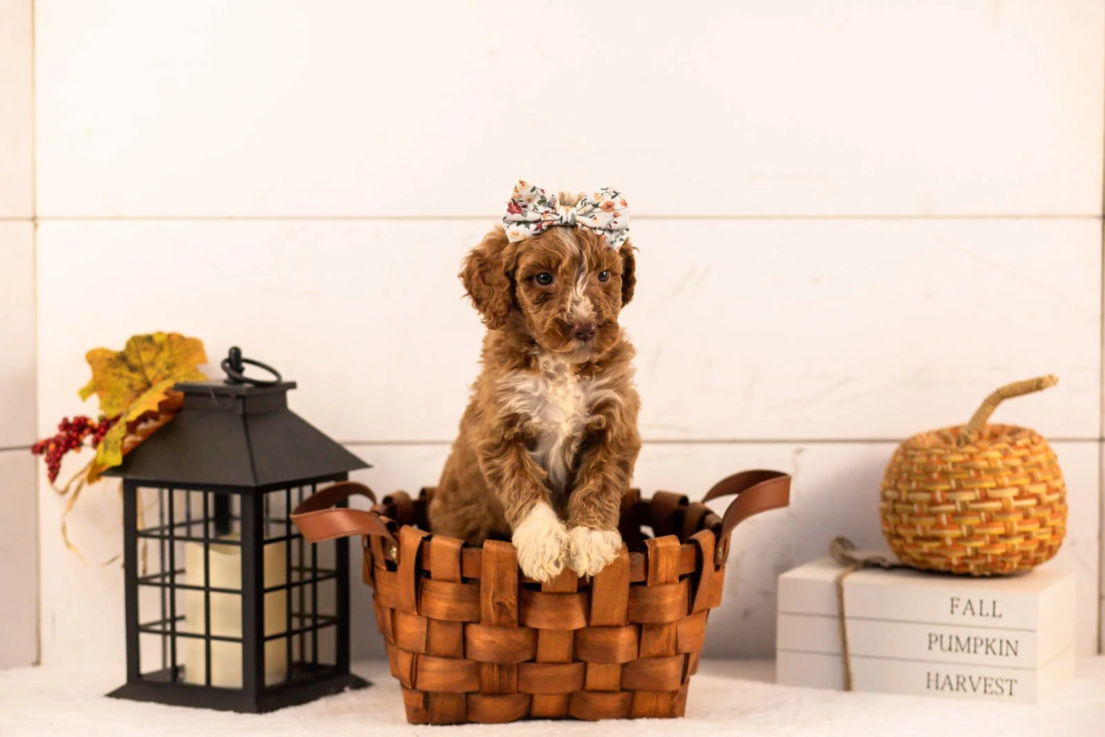 Tatra goldendoodle for sale 1.jpg