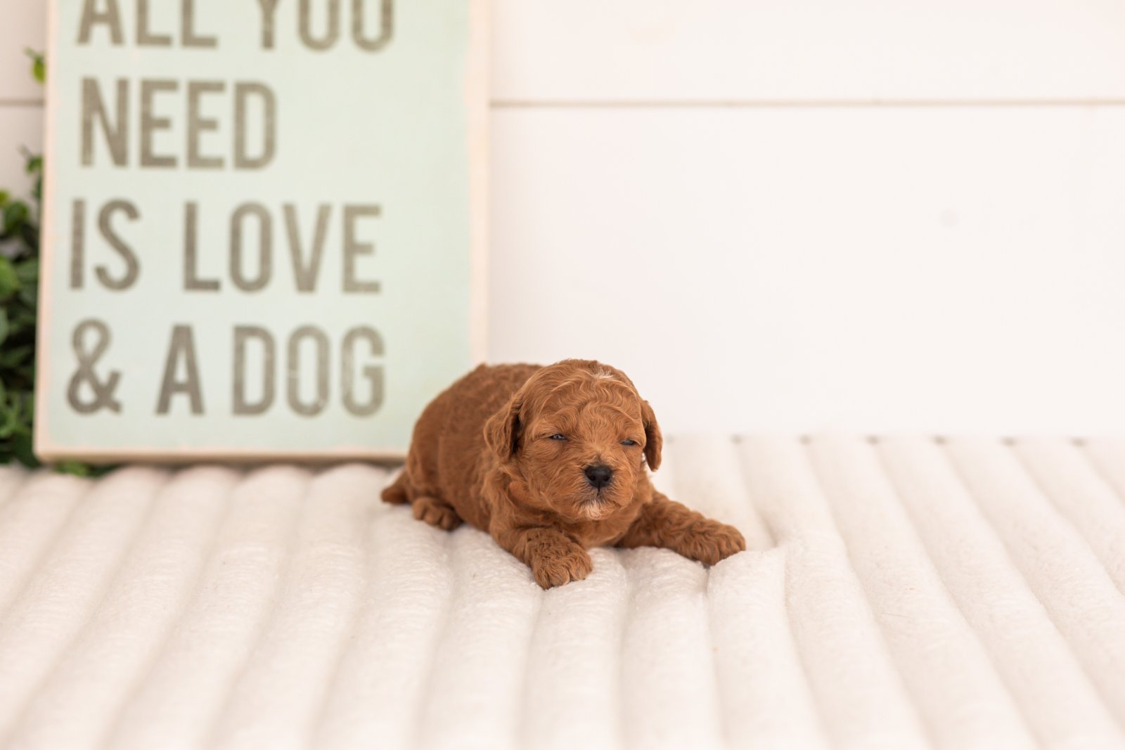 Flannel goldendoodle for sale(1).jpg