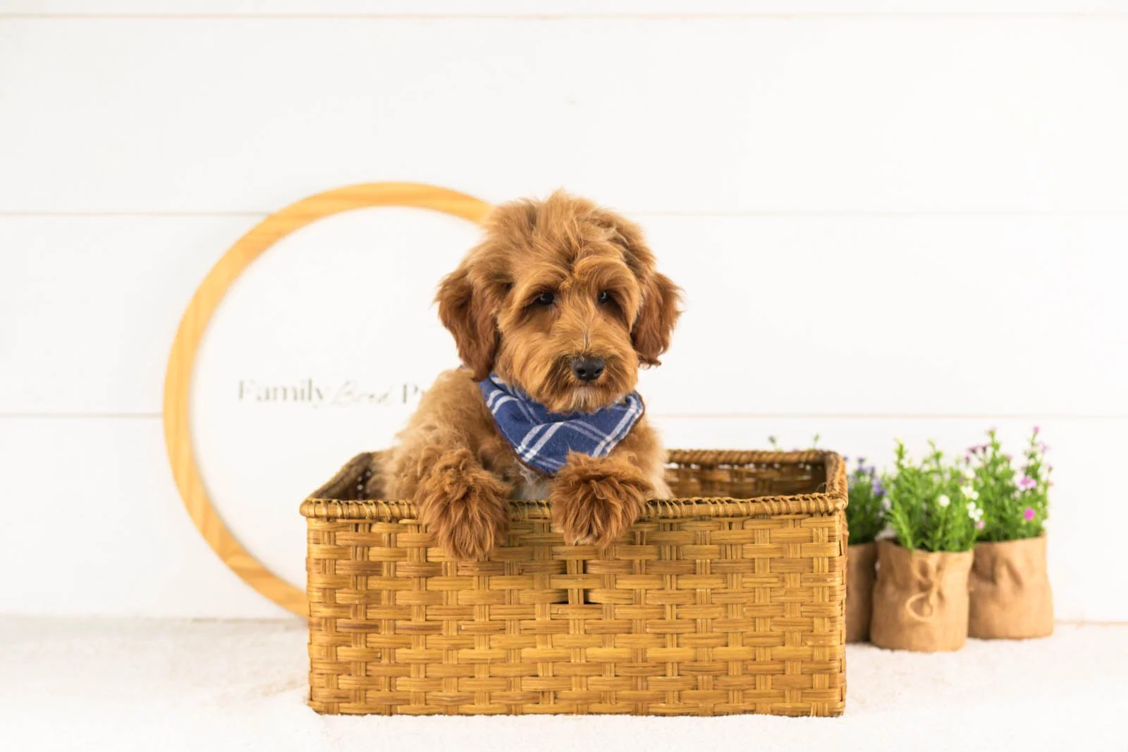 Roscoe goldendoodle for adoption(3).jpg