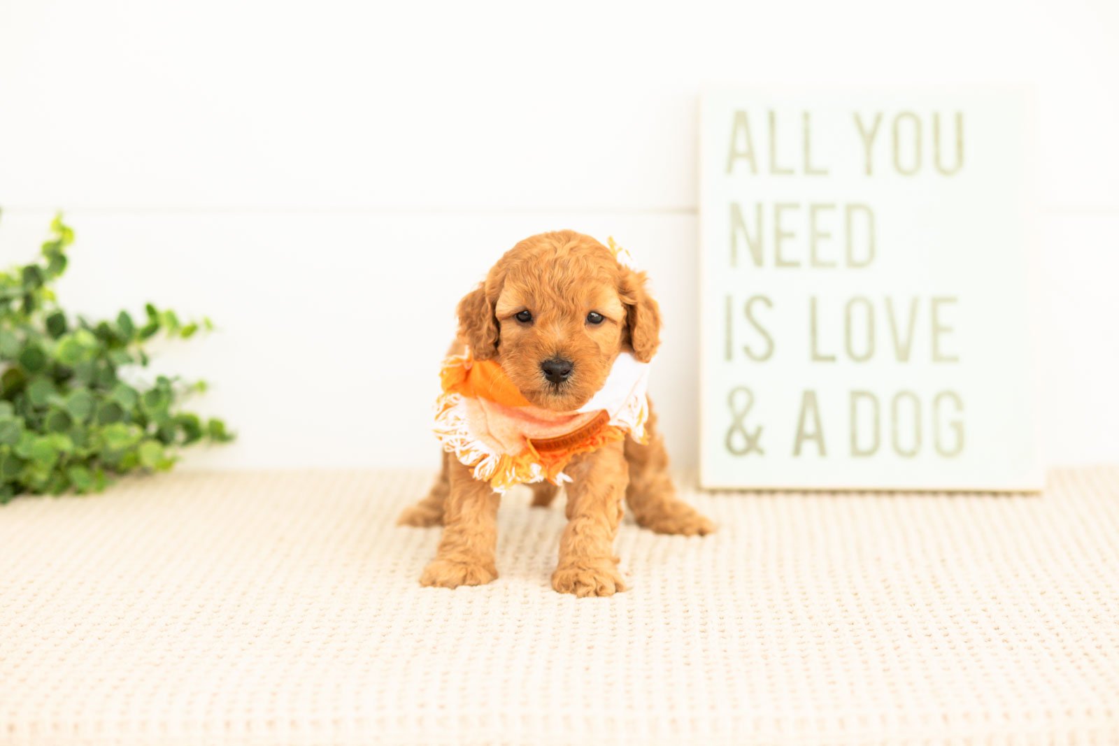Corduroy goldendoodle for sale.jpg
