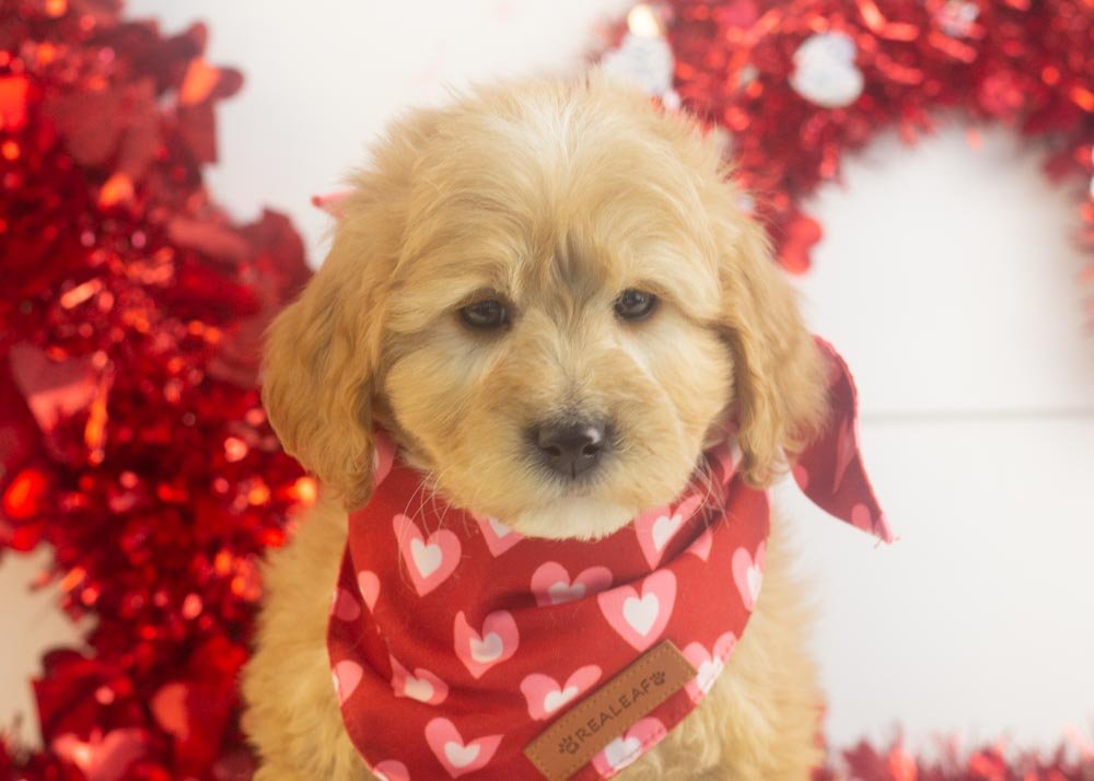 Beau goldendoodle for sale(2).jpg