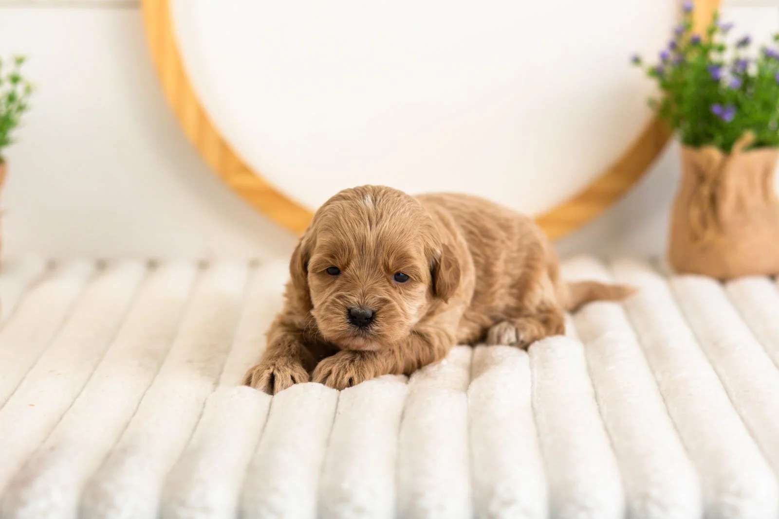 sapphire goldendoodle for sale.jpg