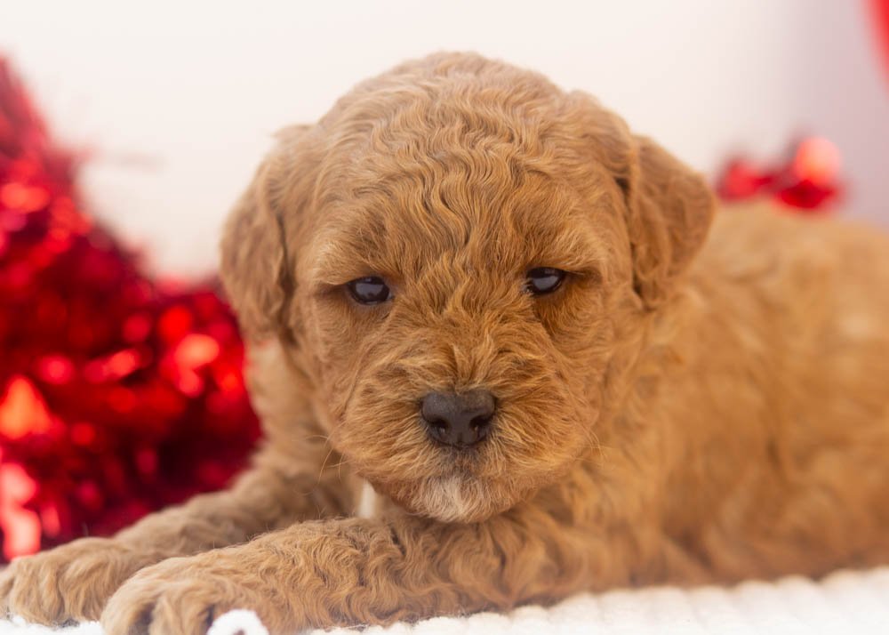 Icicle goldendoodle for sale(3).jpg