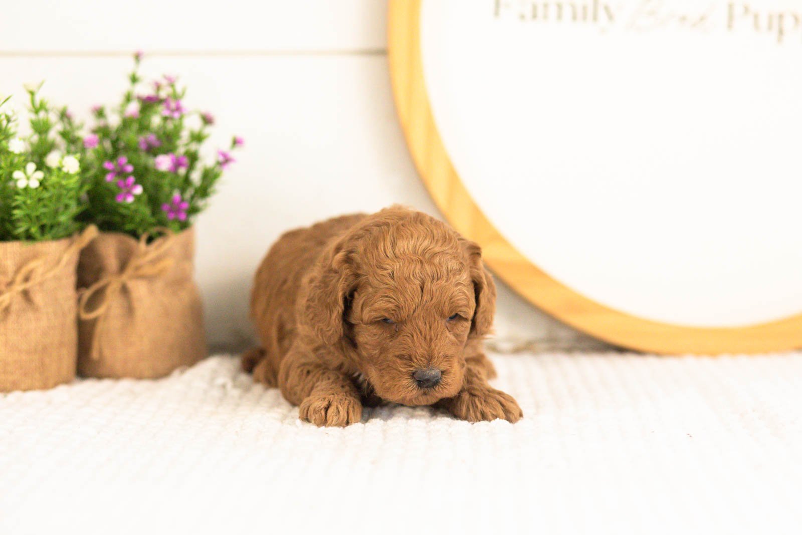 Jerry goldendoodle for sale(2).jpg