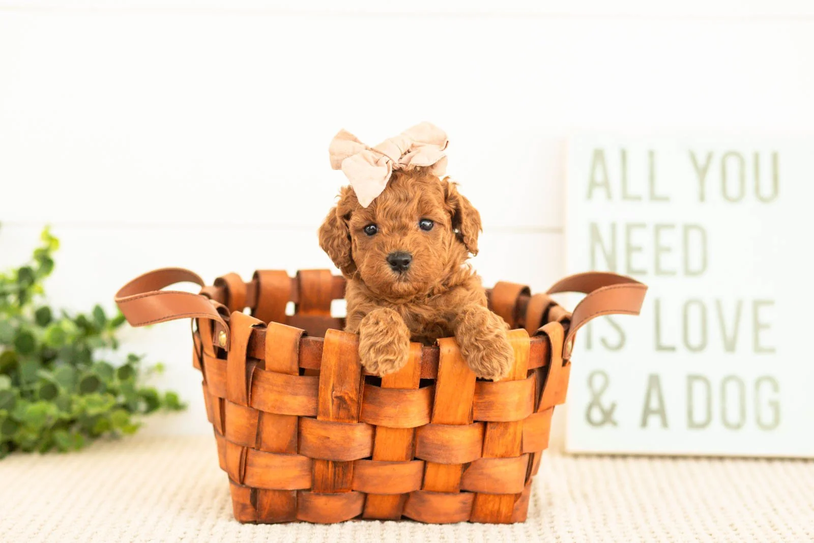 Lace goldendoodle for sale(4).jpg