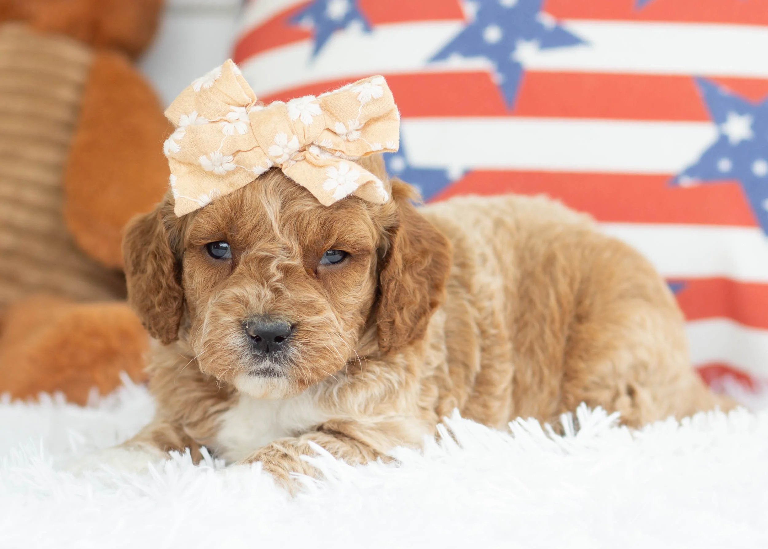 Espresso Goldendoodle For Sale(2).jpg
