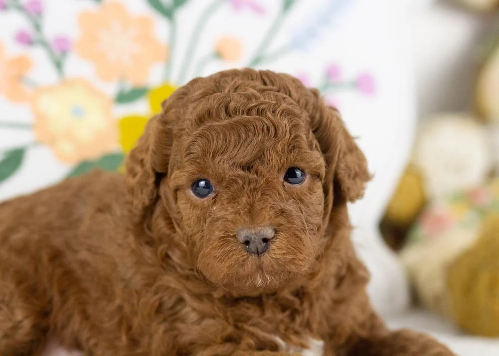 Flynn goldendoodle for sale.jpg