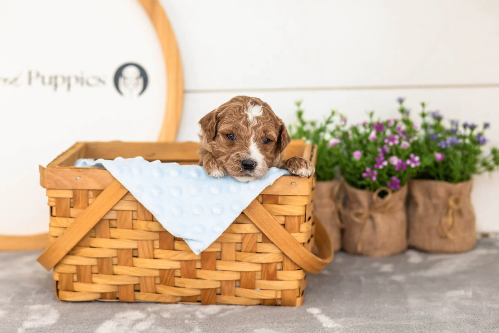 Evee goldendoodle for sale(4).jpg