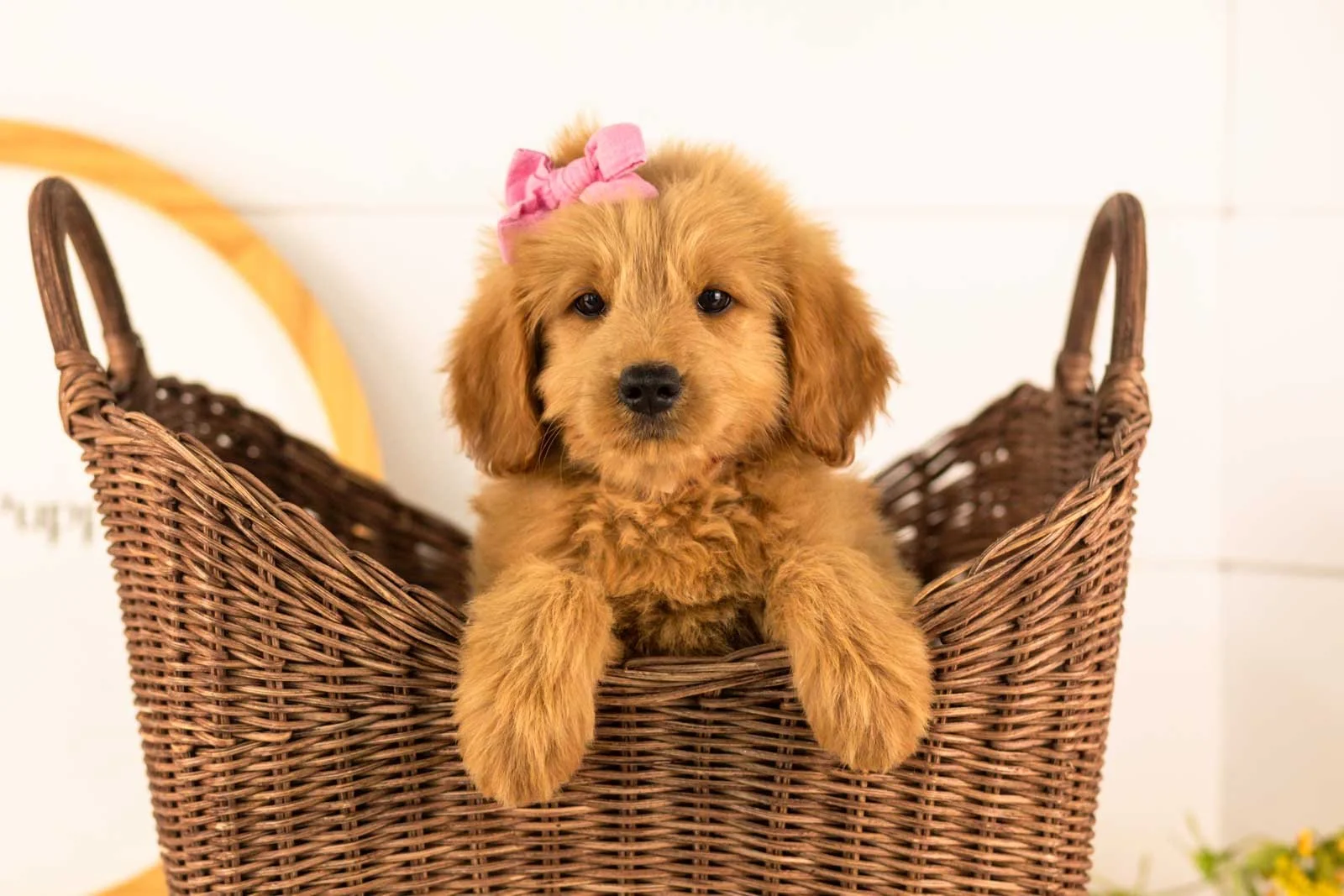 Esme goldendoodle for sale(3).jpg