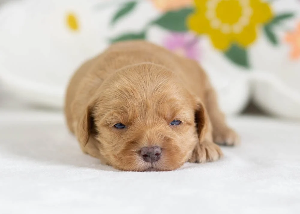 honeybun goldendoodle for sale(2).jpg