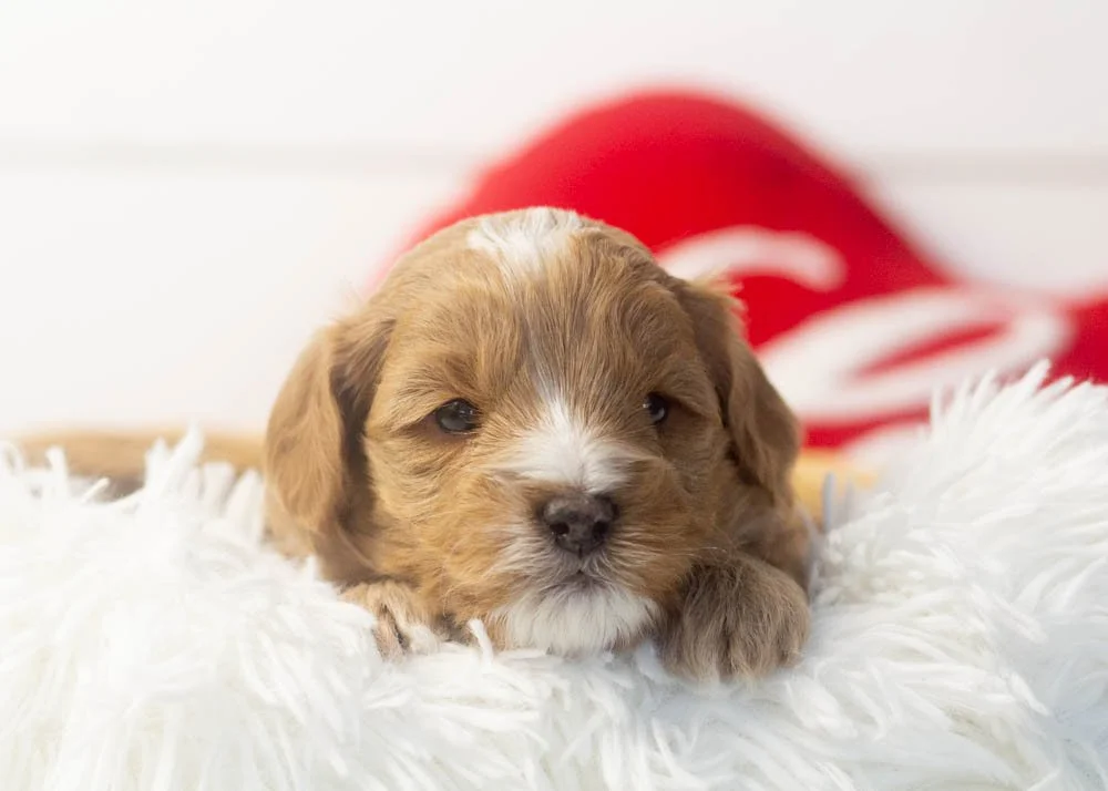Sunny goldendoodle for sale(1).jpg