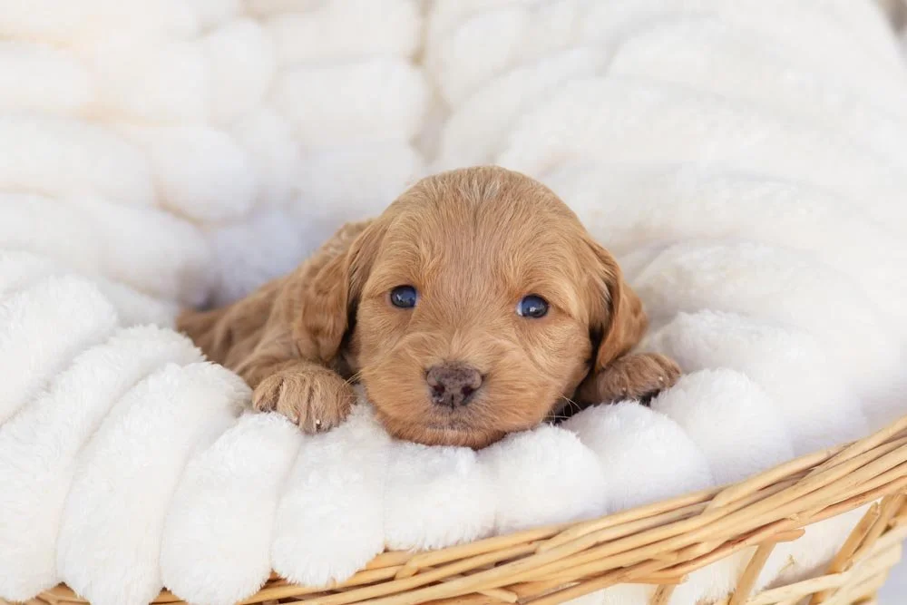 sweet potato goldendoodle for sale.jpg