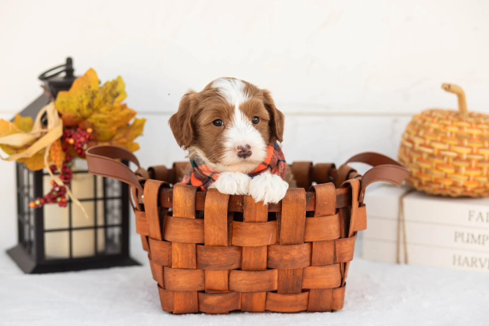 James goldendoodle for sale 1.jpg