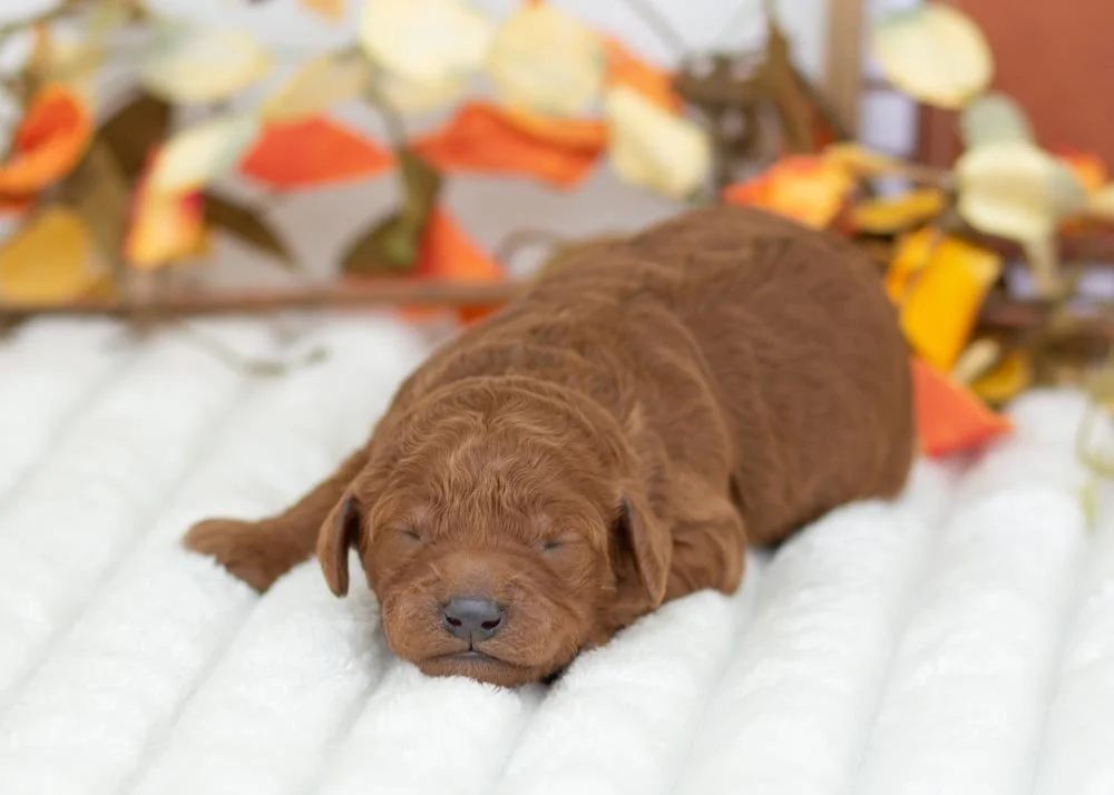 Mrs. Claus Goldendoodle for sale(3).jpg