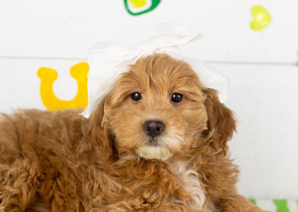 Vienna goldendoodle for sale(2).jpg